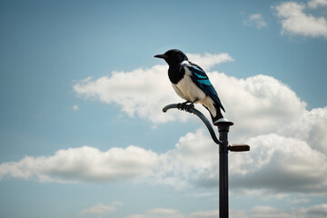 A Magpie bird sitting on a street lamp in the middle of light blue sky with light scattered clouds. Generative AI.