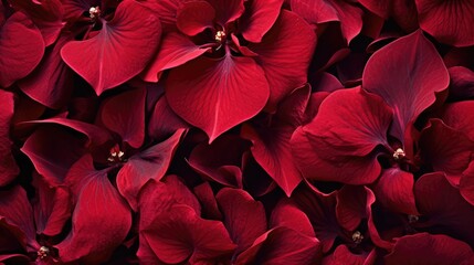 Poinsettia flowers Christmas background. Floral winter season decoration banner. Beautiful Xmas wallpaper. Merry Christmas and Happy New Year 2024 concept..