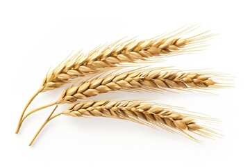 Generative AI : Ear of wheat isolated on transparent or white background
