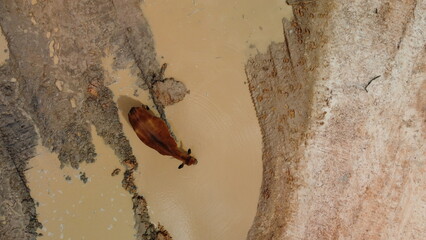cow standing in brown water