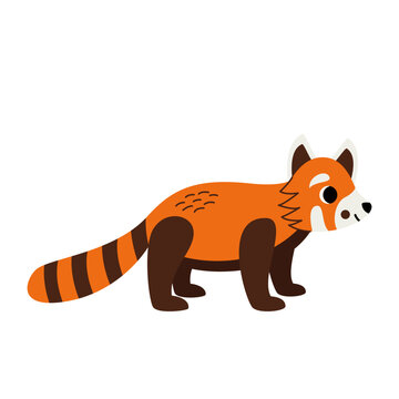 Vector illustration of cute red panda isolated on white background.