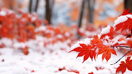 冬の背景、紅葉したかえでの葉に積もる雪 - obrazy, fototapety, plakaty