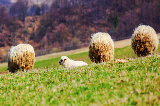 flock of sheep on the hill in early spring. rural area of ukrainian highlands. lamb laying on the grass