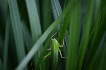 Green grasshopper on a grass