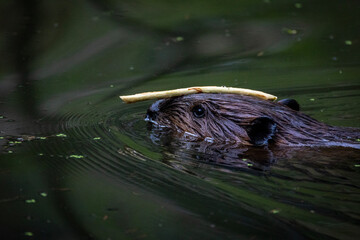 Beaver in the water