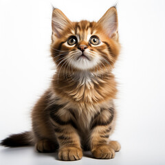 Fototapeta premium Funny kitten on a white background 