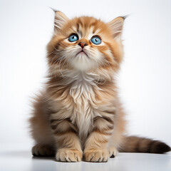 Funny kitten on a white background	