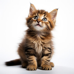 Obraz premium Funny kitten on a white background 
