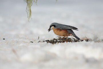 Bird in the wilderness