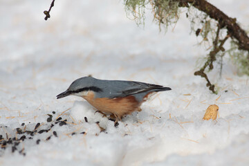 Bird in the wilderness