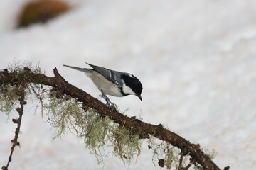 Bird in the wilderness.