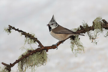 Bird in the wilderness.