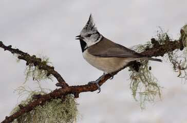 Bird in the wilderness.
