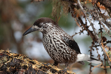 Bird in the wilderness.