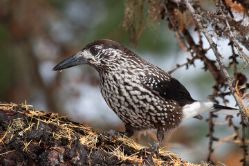Bird in the wilderness.