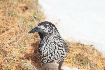 Bird in the wilderness.
