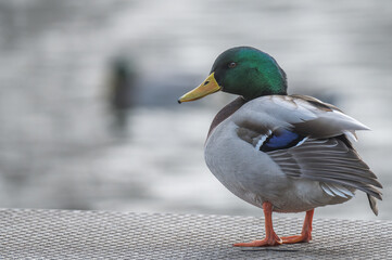 male mallard standing on a metal pontoon above the river