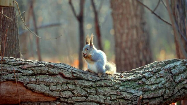 A fluffy funny squirrel holds a nut in its paws and eats it. A squirrel with fluffy ears and a tail eats a nut while sitting on the bark of a fallen tree. Wild animal in natural habitat