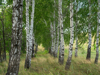 Fototapeta premium Birch forest, grove. Summer landscape.