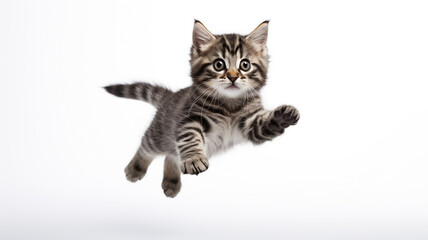cat jumping isolated on white background