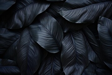 Textures of abstract black leaves for tropical leaf background. Flat lay, dark nature concept, tropical leaf