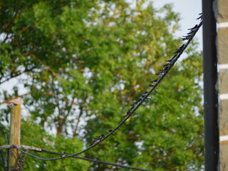 Mehlschwalben auf Draht