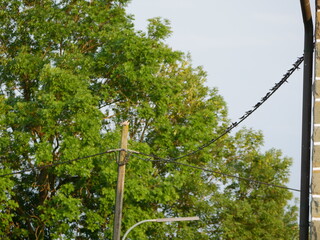 Mehlschwalben auf Draht