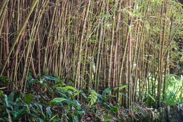 Walking through the Botanical Garden of Rio de Janeiro, learning and enjoying