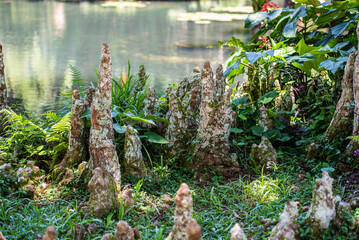 Walking through the Botanical Garden of Rio de Janeiro, learning and enjoying