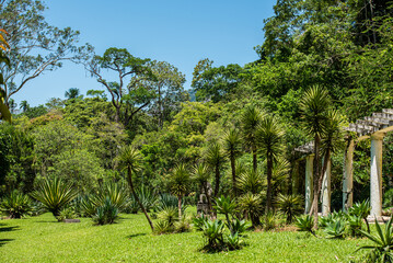 Fototapeta premium Walking through the Botanical Garden of Rio de Janeiro, learning and enjoying
