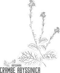 Abyssinian seeds vector contour. Crambe abyssinica plant outline. Set of Crambe abyssinica flowers leafs in Line for pharmaceuticals. Contour drawing of medicinal herbs