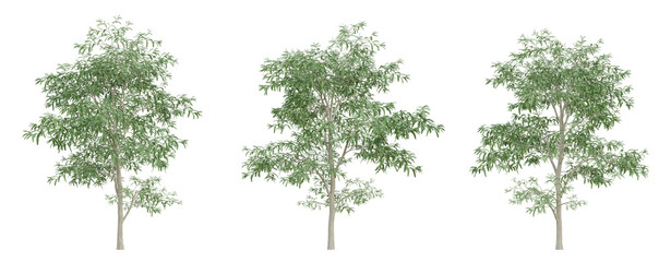 Green cassia siamea tree on transparent background, png plant, 3d render illustration.