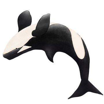 ORCA Whale On White Background.