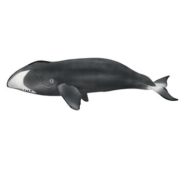Bowhead Whale On White Background.