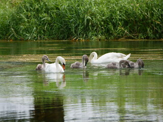 Schwan mit jungtieren