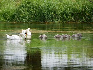 Schwan mit jungtieren