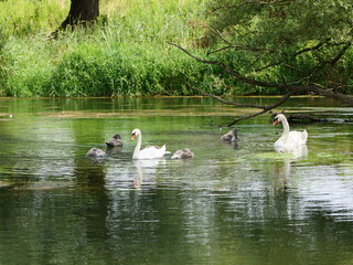 Schwan mit jungtieren