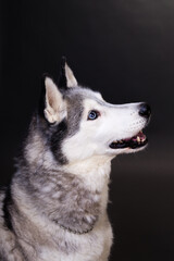 profile of sibirian husky in studio grey background