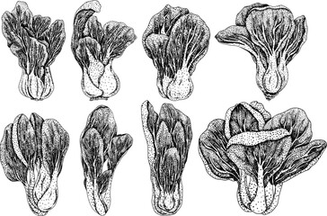 Vector hand drawn illustration of  bok choy. Pak choi in engraving style. Chinese cabbage, for Asian cuisine