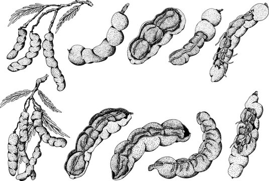 Hand drawn Tamarind (Tamarindus indica). Vector engraving illustration.