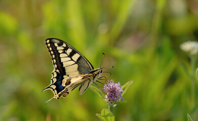 Schwalbenschwanz, Ritterfalter (Papilio machaon)