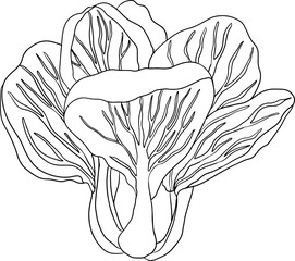 Vector hand drawn illustration of  bok choy. Pak choi in line style. Chinese cabbage, for Asian cuisine