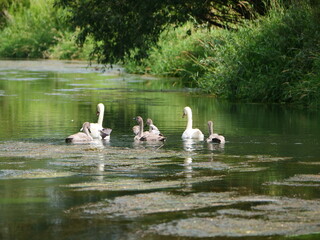 Schwan mit jungtieren