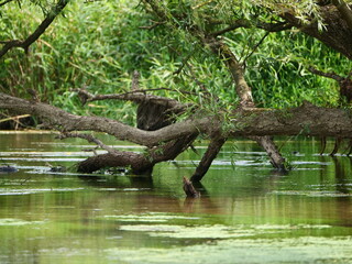 Fluss