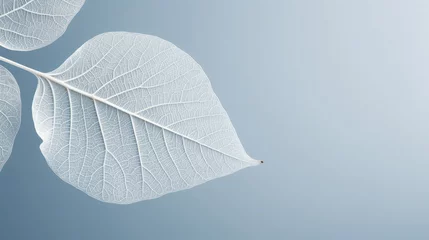 Foto op Plexiglas One white single leaf with structure in light blue background  © Gertrud