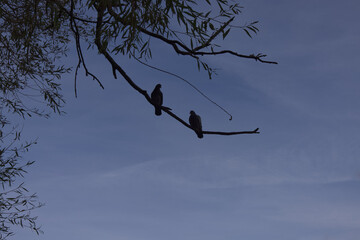 Silhouette of birds on a tree