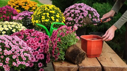 Female gardener transplanting chrysanthemum flower in flower pot. Growing flowers in garden. Woman planting beautiful colorful chrysanthemums. Gardening floriculture horticulture farming concept