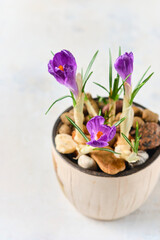 Three purple crocuses in a ceramic flower pot on a plain light background. Flowers in pots, indoor flowers.