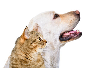 Portrait of labrador and cat scottish straight, side view, isolated on a white background