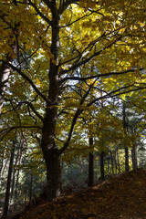 Obraz premium otoño y sus colores 